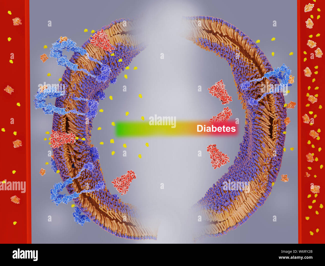 Diabetes caused by insulin resistance, illustration. Insulin resistance (IR) is a pathological condition where cells cannot respond normally to the ho Stock Photo