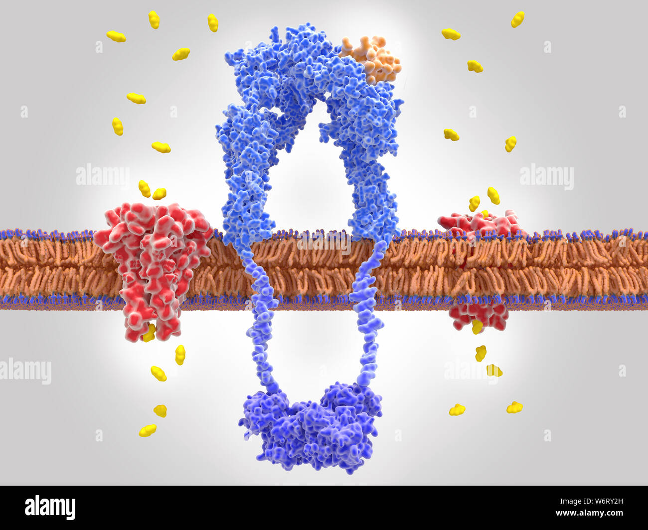 Insulin bound to insulin receptor and glucose transport, illustration. The insulin receptor (blue) is a transmembrane protein, that has become activated through the binding of insulin (orange). Insulin binding induces structural changes within the receptor. These changes trigger a biochemical chain of events inside the cell (signal transduction), that finally leads to the activation of glucose transporter proteins (red). These activated channel proteins allow for the transport of glucose (yellow) into the cell, which is then converted into energy through cellular respiration. Stock Photo