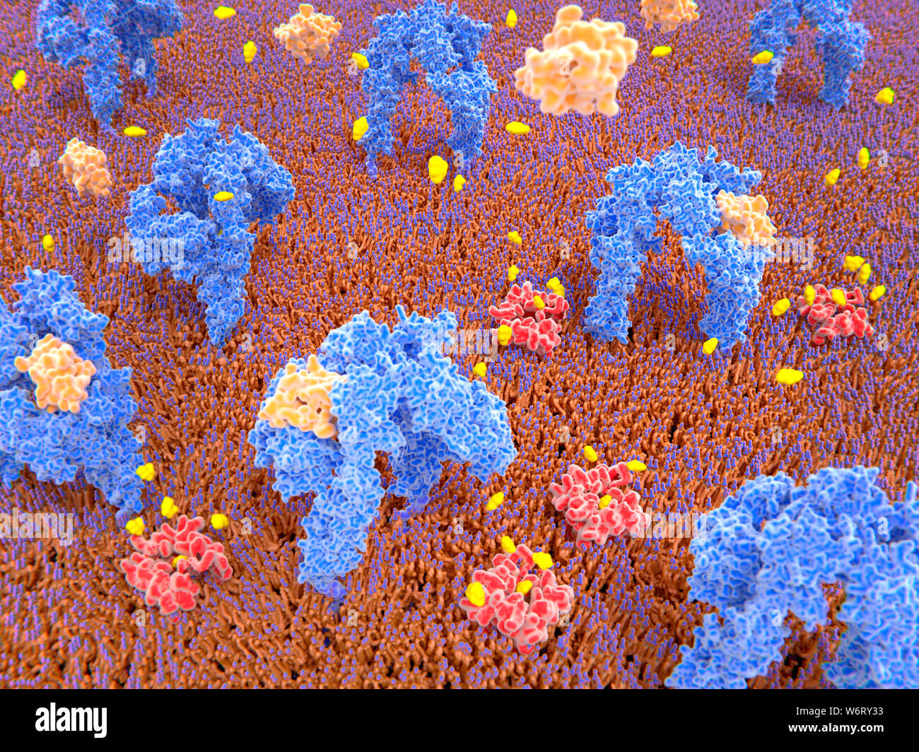 Insulin bound to insulin receptors and glucose transport into the cell, illustration. Insulin receptors (blue) are transmembrane proteins, that are ac Stock Photo