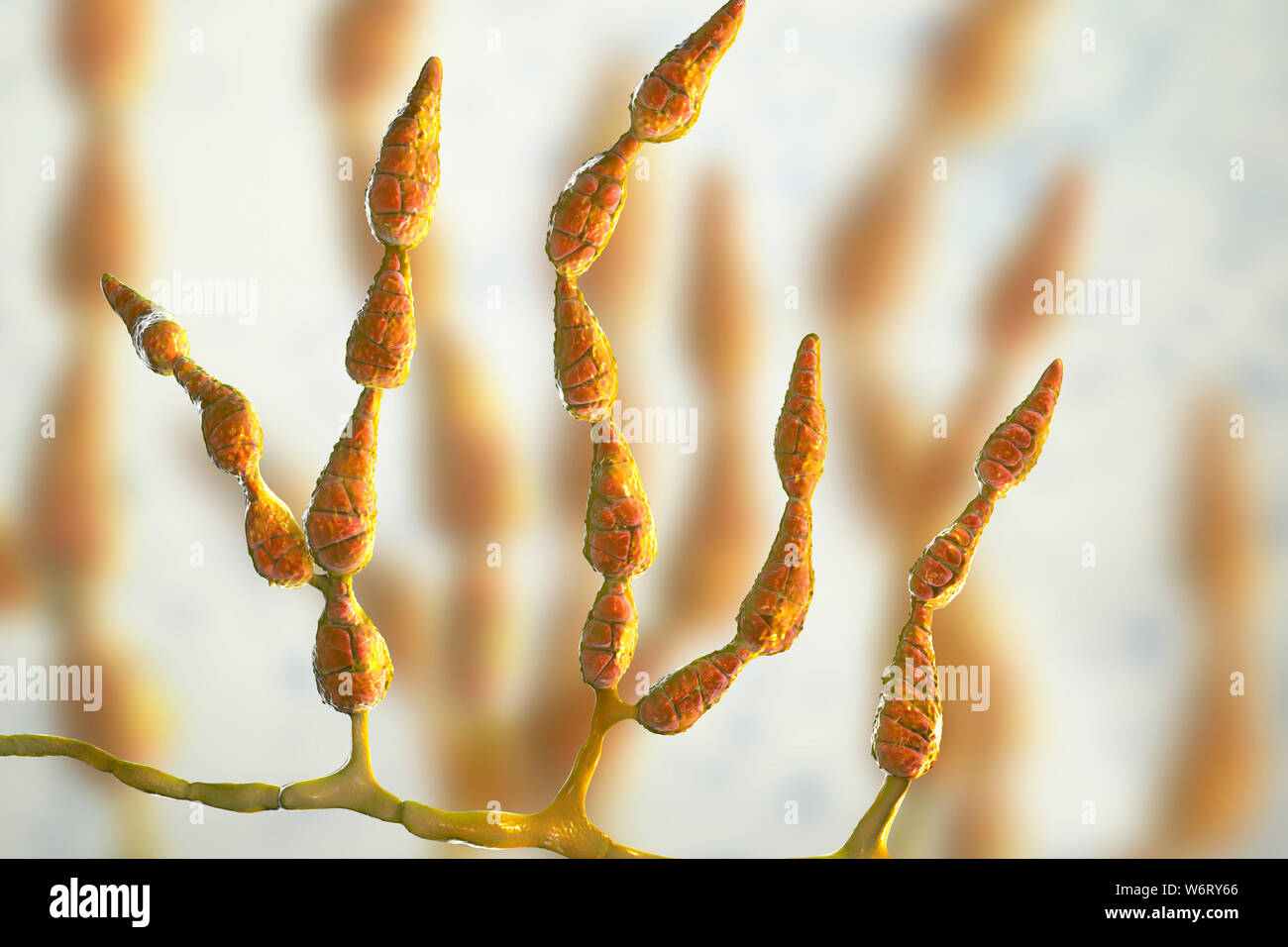 Filamentous allergenic fungus Alternaria alternata, computer illustration. Alternaria is a dematiaceous (phaeoid) fungus commonly isolated from plants Stock Photo