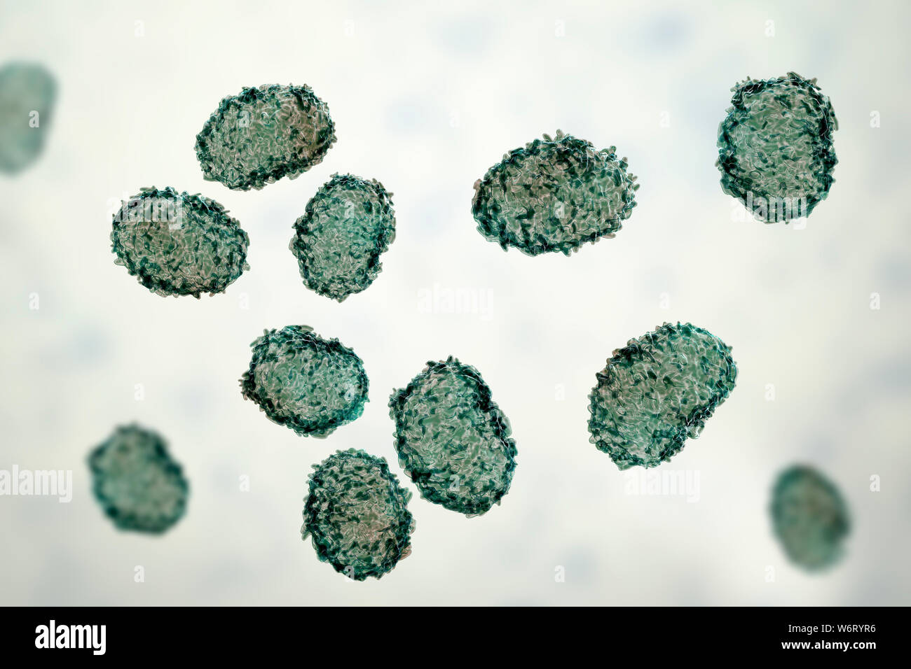 Toxic mould spores (Stachybotrys chartarum), computer illustration ...