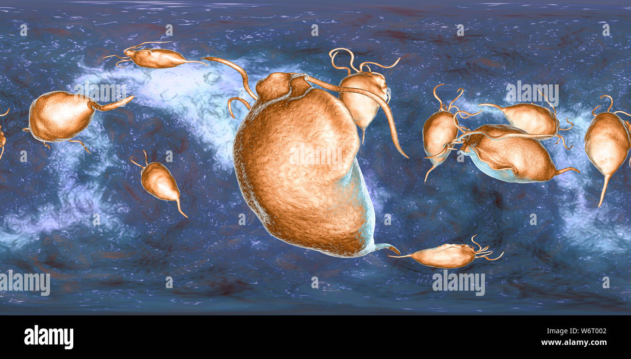 Trichomonas vaginalis, 360-degree panorama view, computer illustration. Trichomonas vaginalis is a parasitic microorganism that is the causative agent of trichomoniasis. Trichomoniasis is a common cause of vaginitis and is a sexually transmitted disease. Stock Photo
