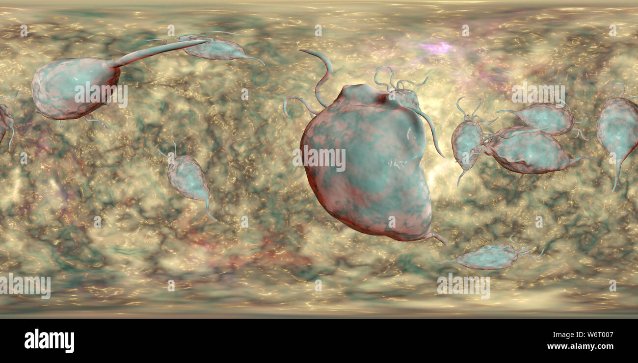 Trichomonas vaginalis, 360-degree panorama view, computer illustration. Trichomonas vaginalis is a parasitic microorganism that is the causative agent of trichomoniasis. Trichomoniasis is a common cause of vaginitis and is a sexually transmitted disease. Stock Photo