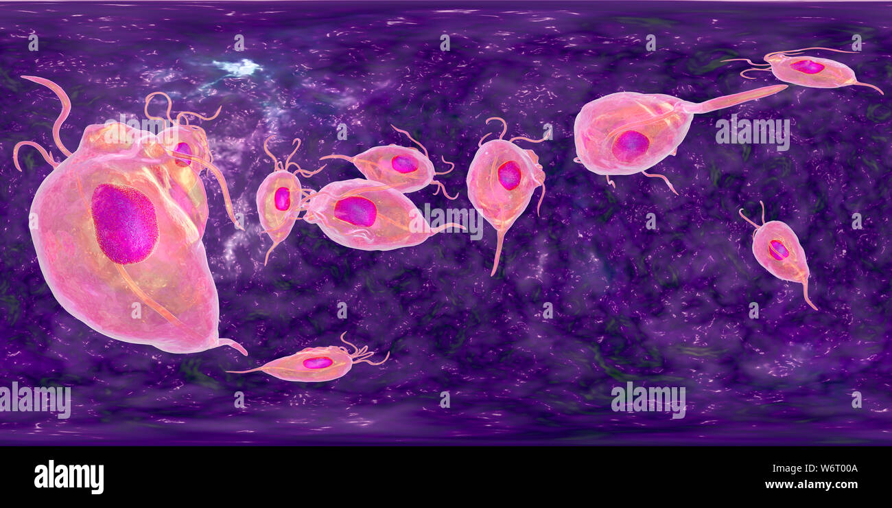 Trichomonas vaginalis, 360-degree panorama view, computer illustration. Trichomonas vaginalis is a parasitic microorganism that is the causative agent of trichomoniasis. Trichomoniasis is a common cause of vaginitis and is a sexually transmitted disease. Stock Photo