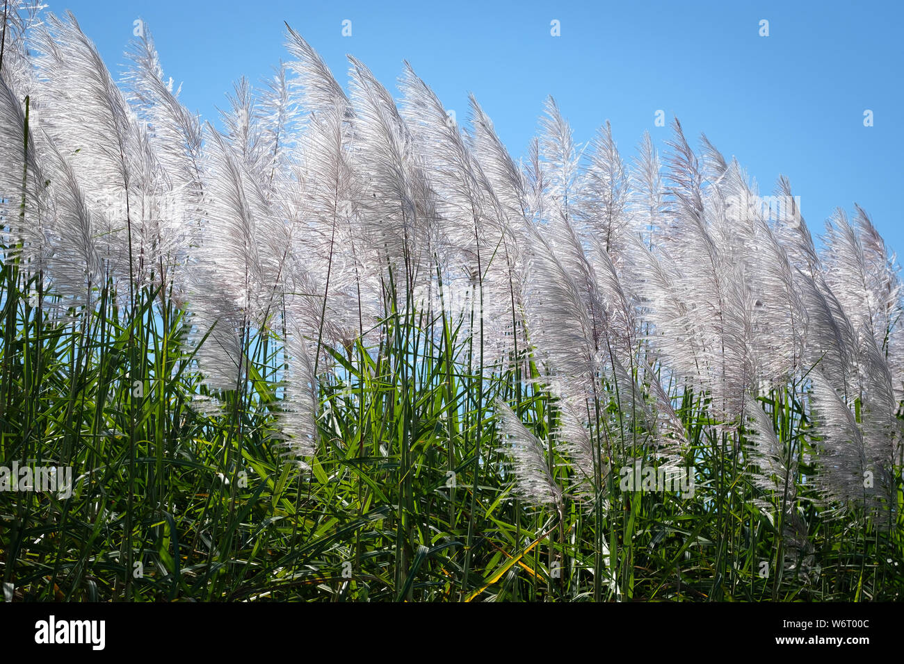 sugarcane flowers closeup in Australia Stock Photo Alamy