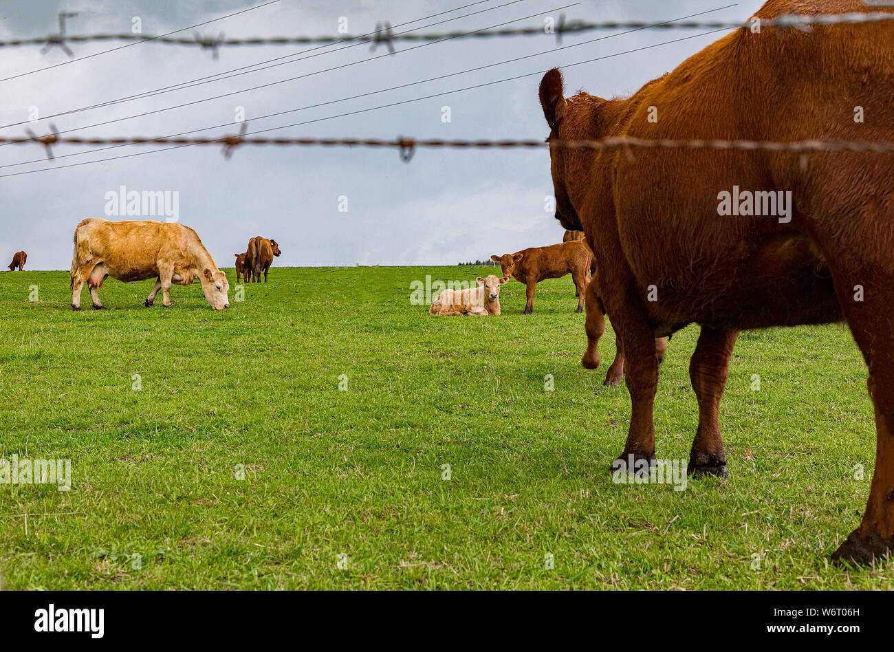 Little herd with calves in a meadow hi-res stock photography and images ...