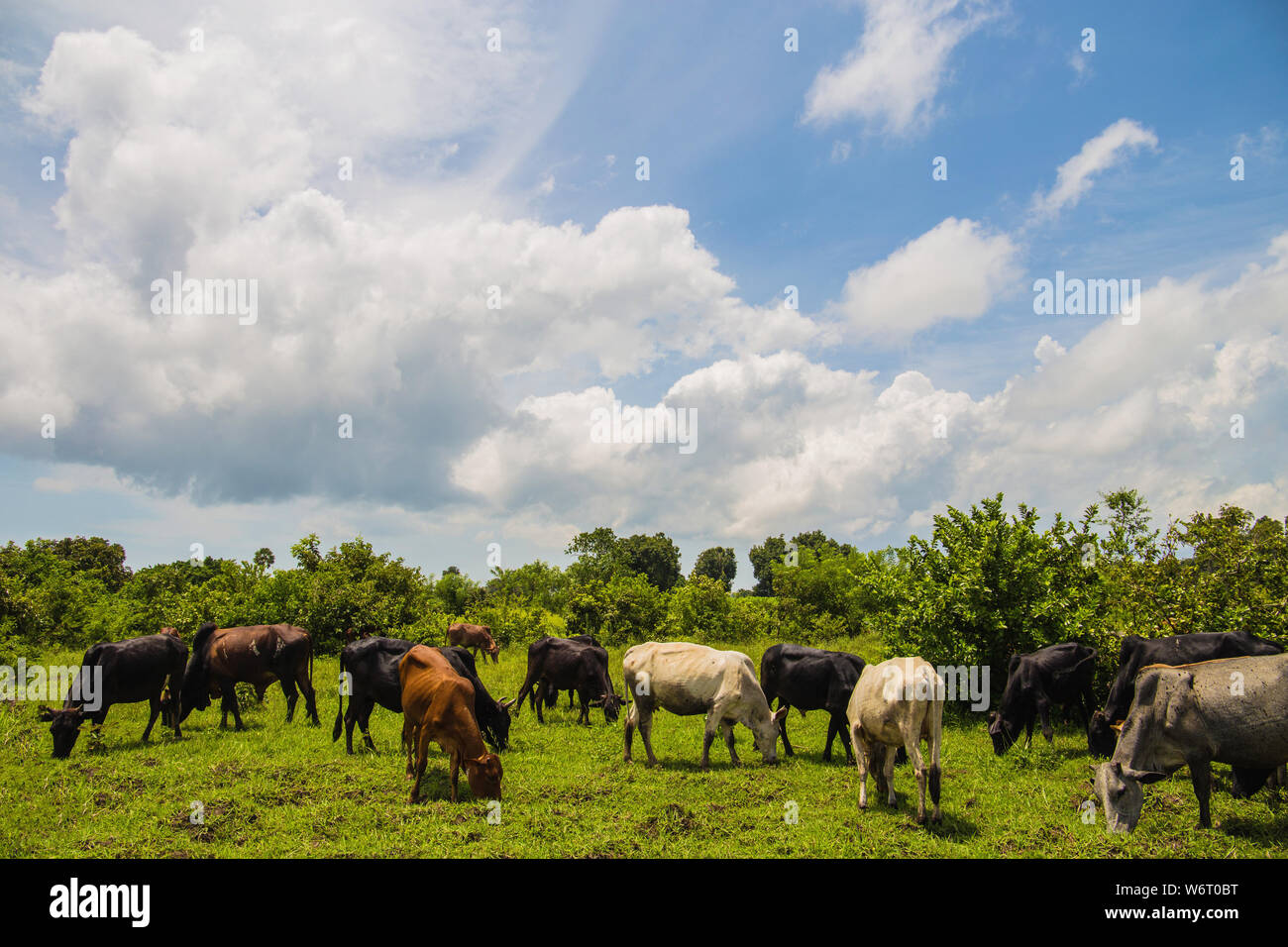 Cattle breeding. Herd of African cattle. Husbandry. Cows. Beautiful landscape. Close up. Stock Photo