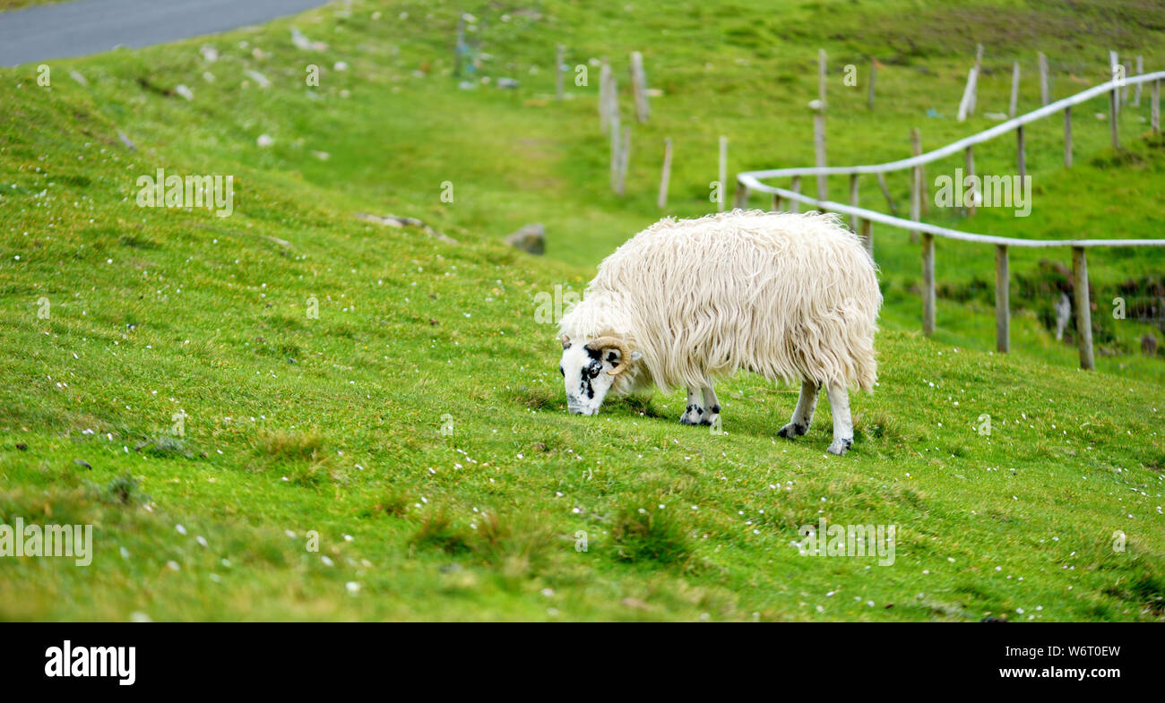 Sheep marked with colorful dye grazing in green pastures. Adult sheep