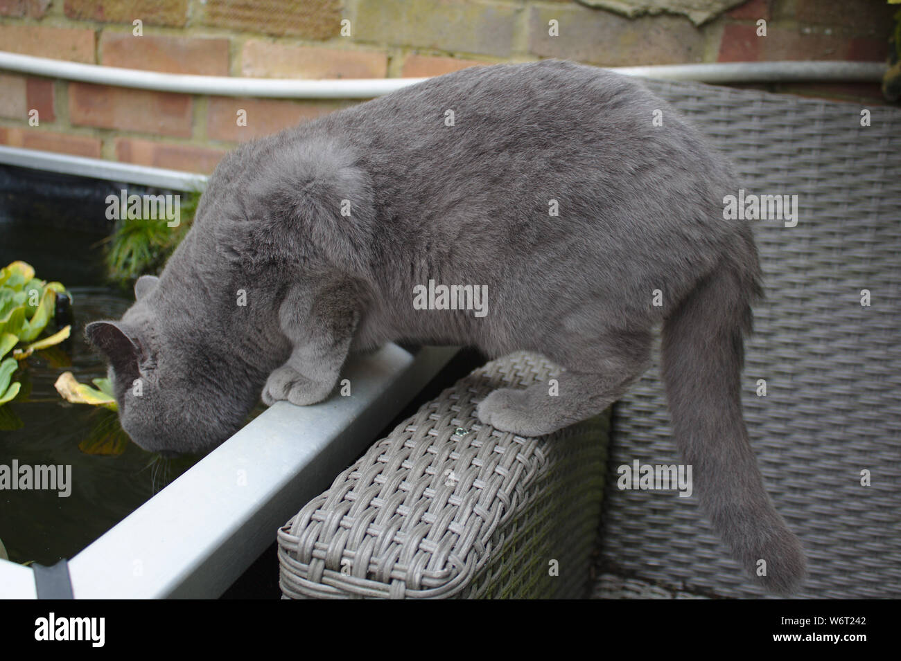 Cat in the garden Stock Photo - Alamy