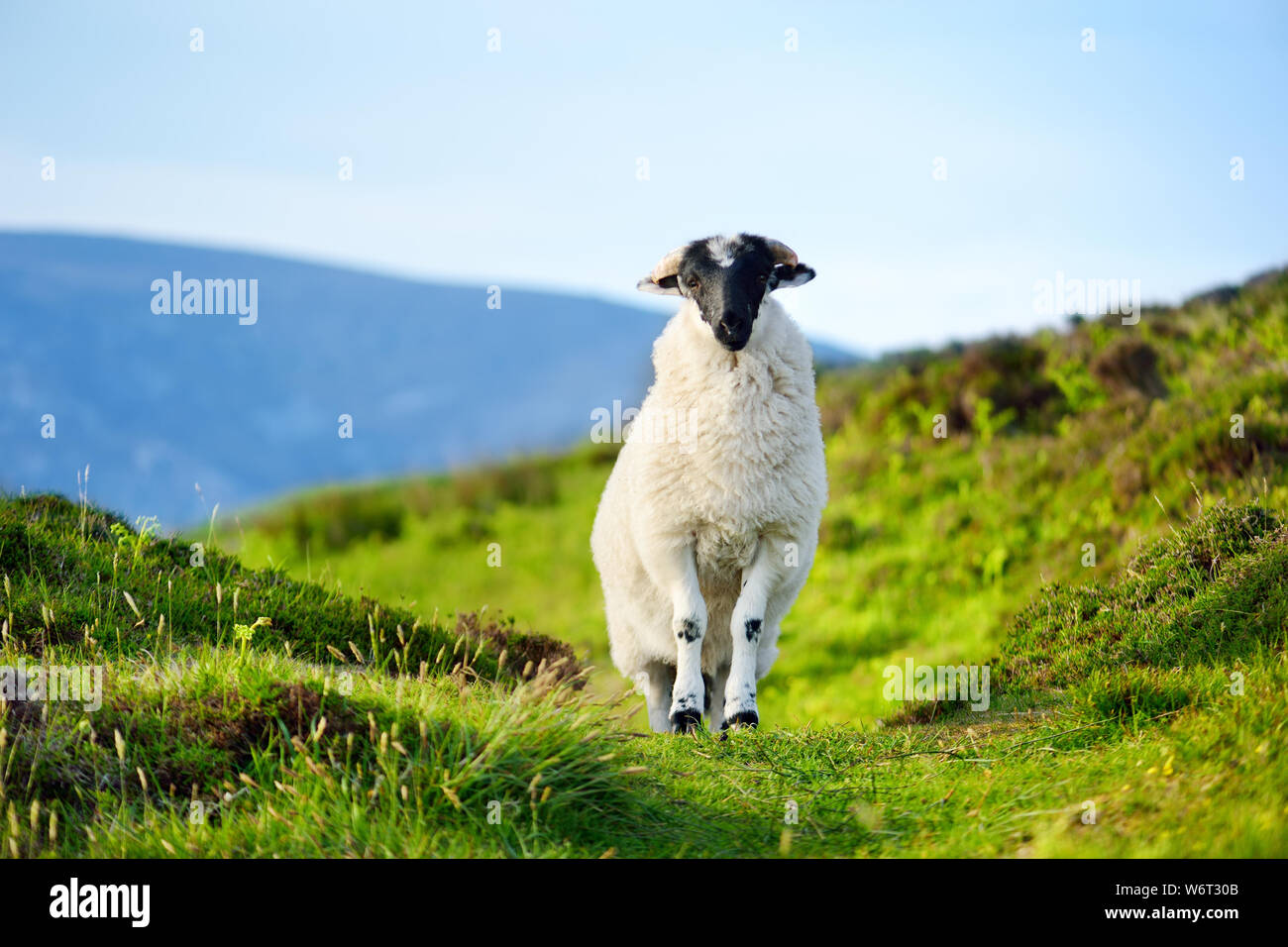 Sheep marked with colorful dye grazing in green pastures. Adult sheep