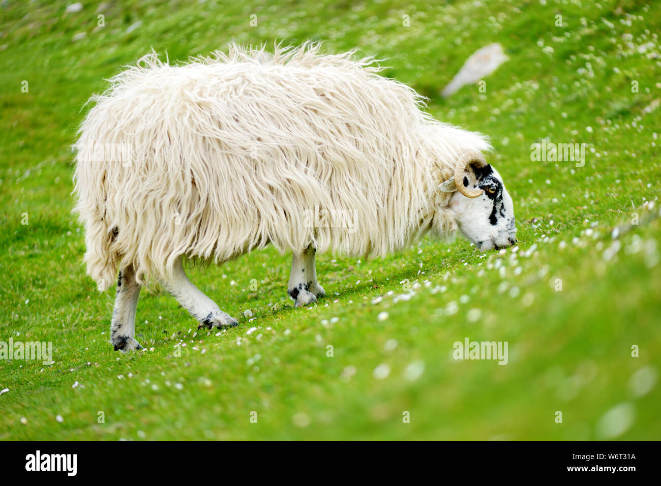 Sheep marked with colorful dye grazing in green pastures. Adult sheep