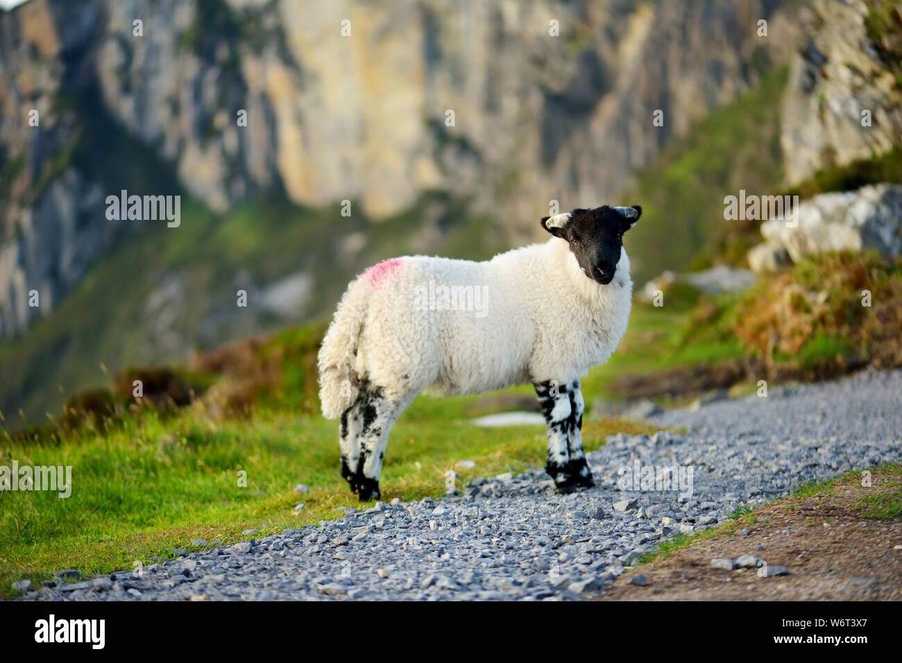 Sheep marked with colorful dye grazing in green pastures. Adult sheep