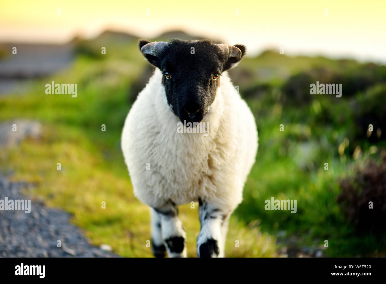 Sheep marked with colorful dye grazing in green pastures. Adult sheep