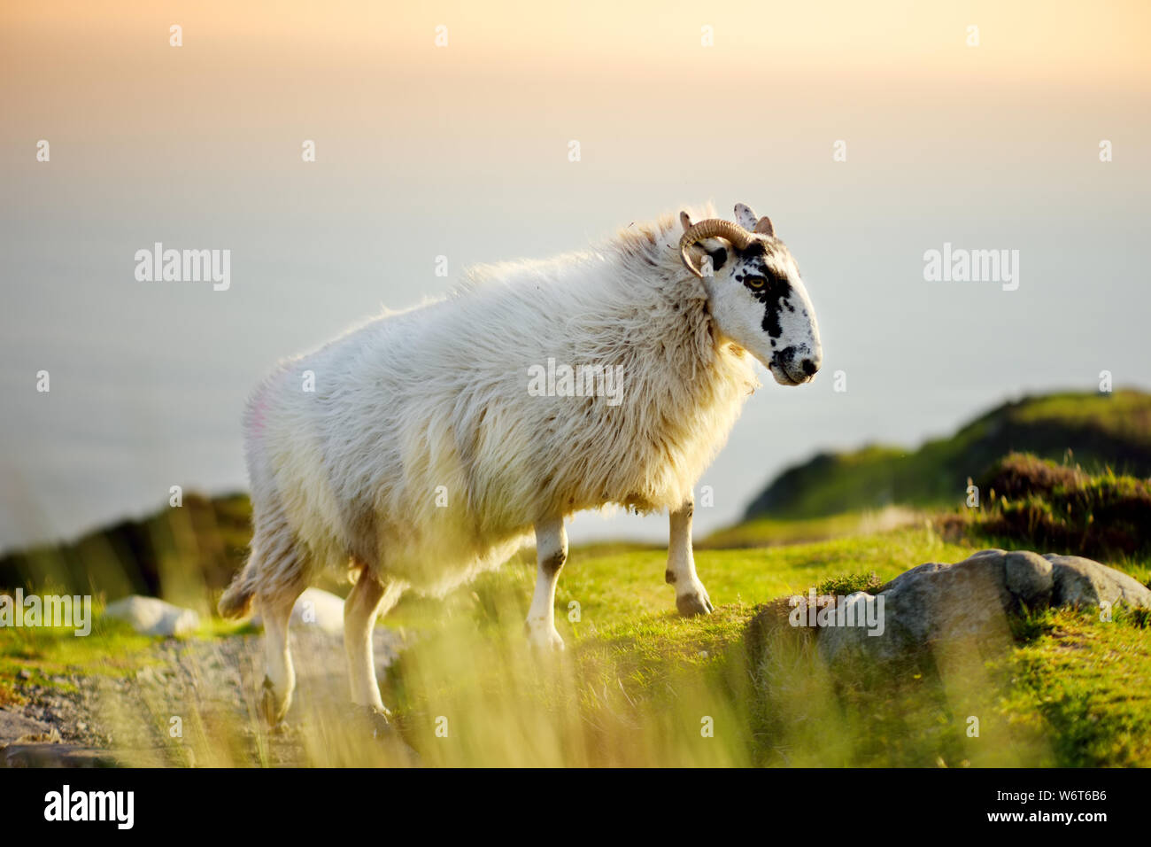 Sheep marked with colorful dye grazing in green pastures. Adult sheep