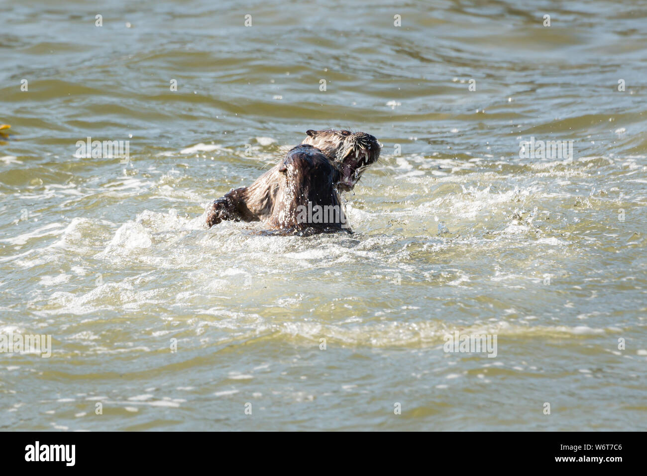 River otters on the beach Stock Photo Alamy