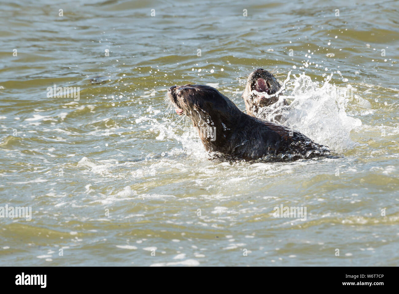 River otters on the beach Stock Photo Alamy
