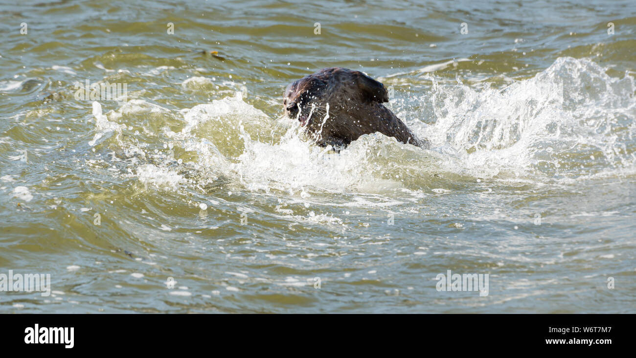 River otters on the beach Stock Photo Alamy