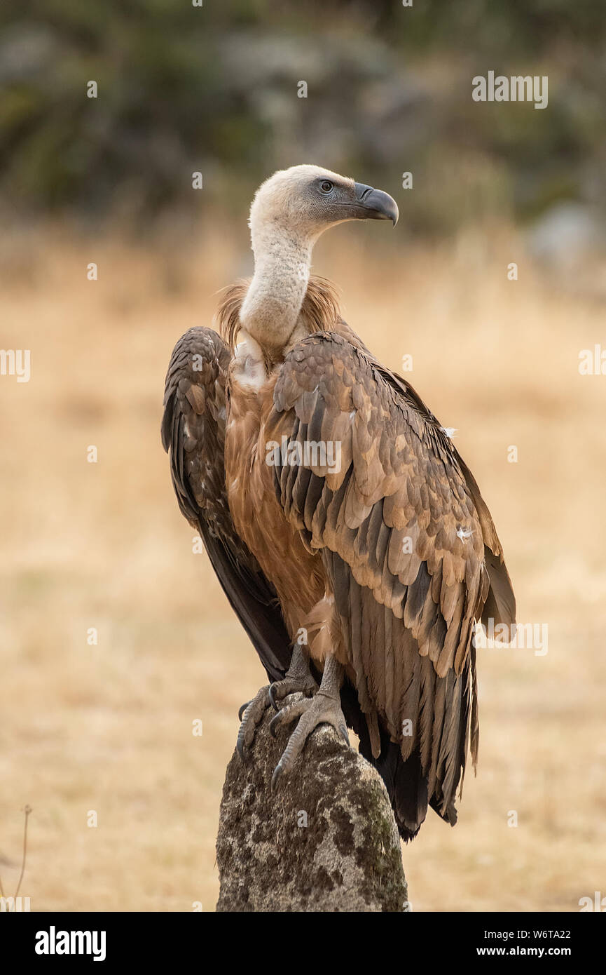griffon vulture Gyps fulvus raptor Stock Photo