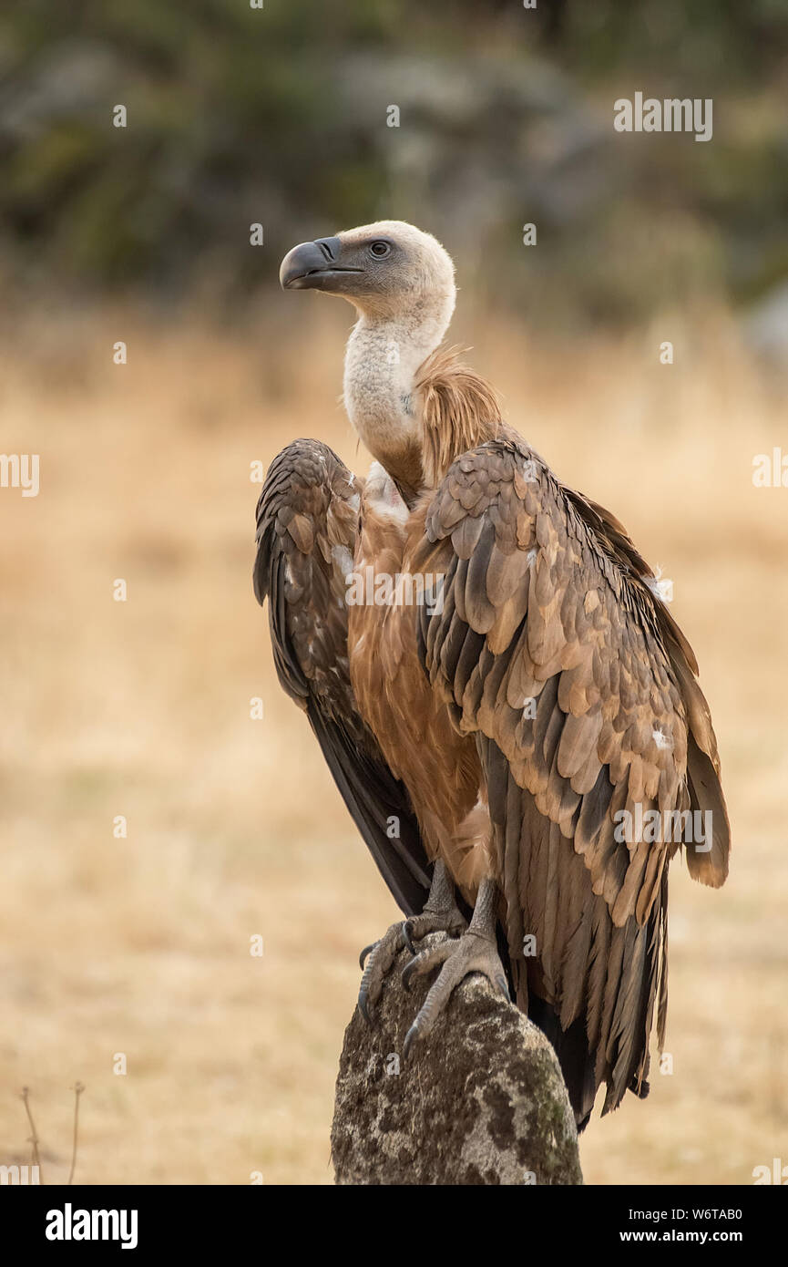 Raptor fauna hi-res stock photography and images - Alamy