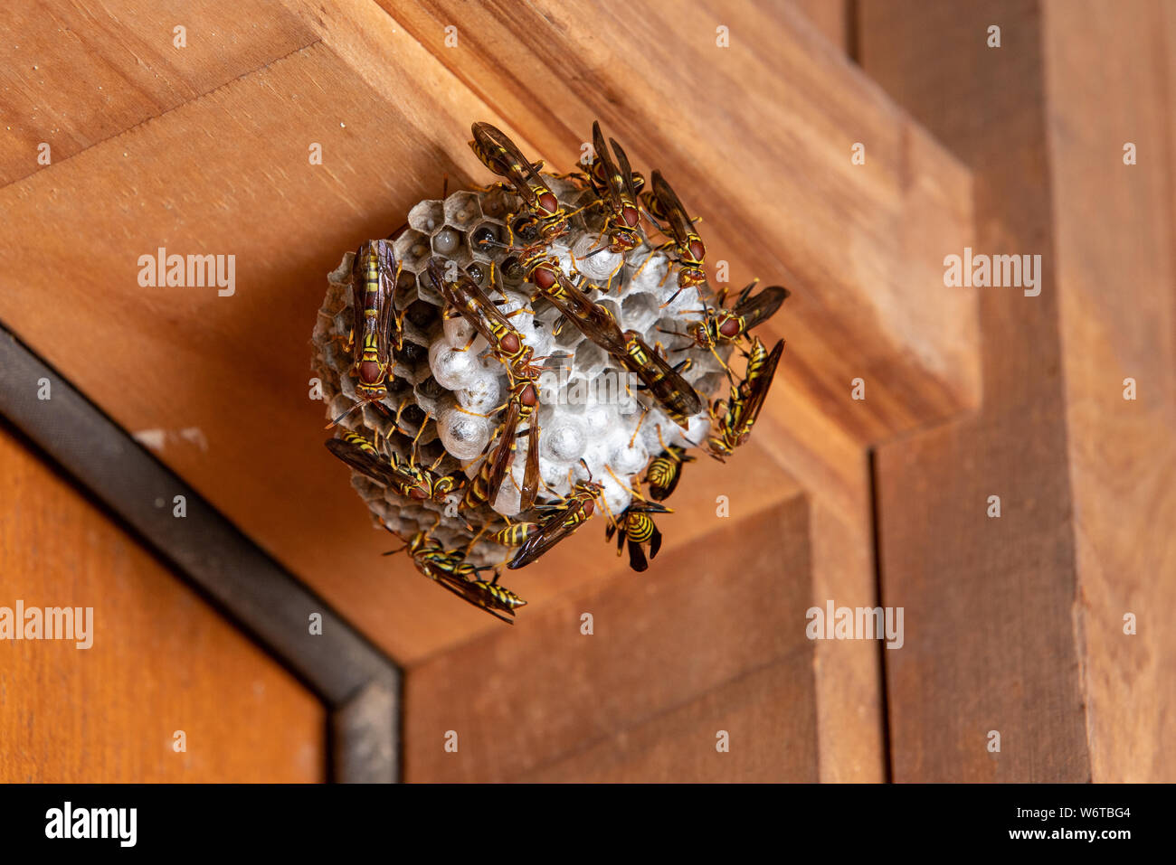 Wasps on paper nest hanging on wooden door frame of house Stock Photo