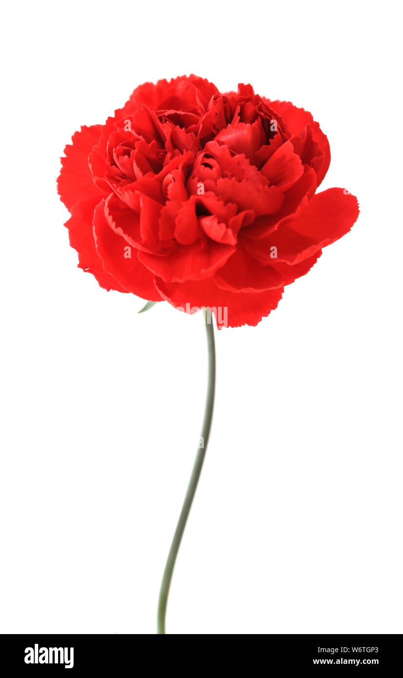 a red carnation isolated on white background Stock Photo - Alamy