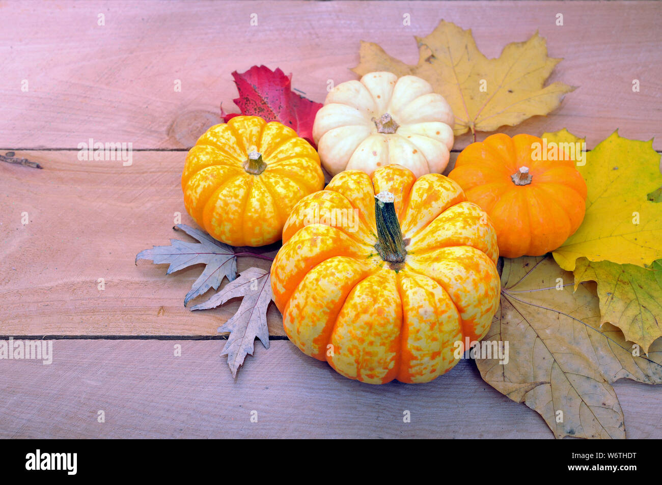 Mini Pumpkin With Autumn Season Decoration Stock Photo 262384020