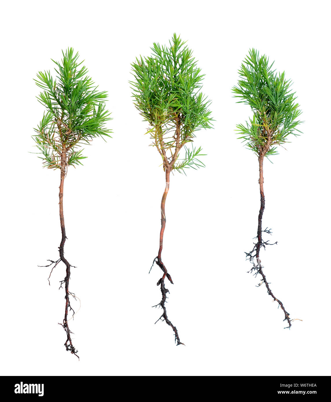 Growing Conifers From Cuttings How To Root Pine Cuttings, 48 OFF