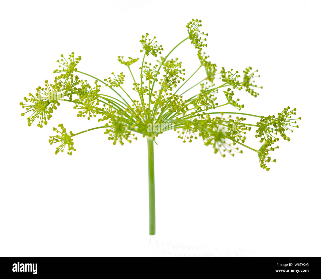 Dill flower isolated on white background Stock Photo