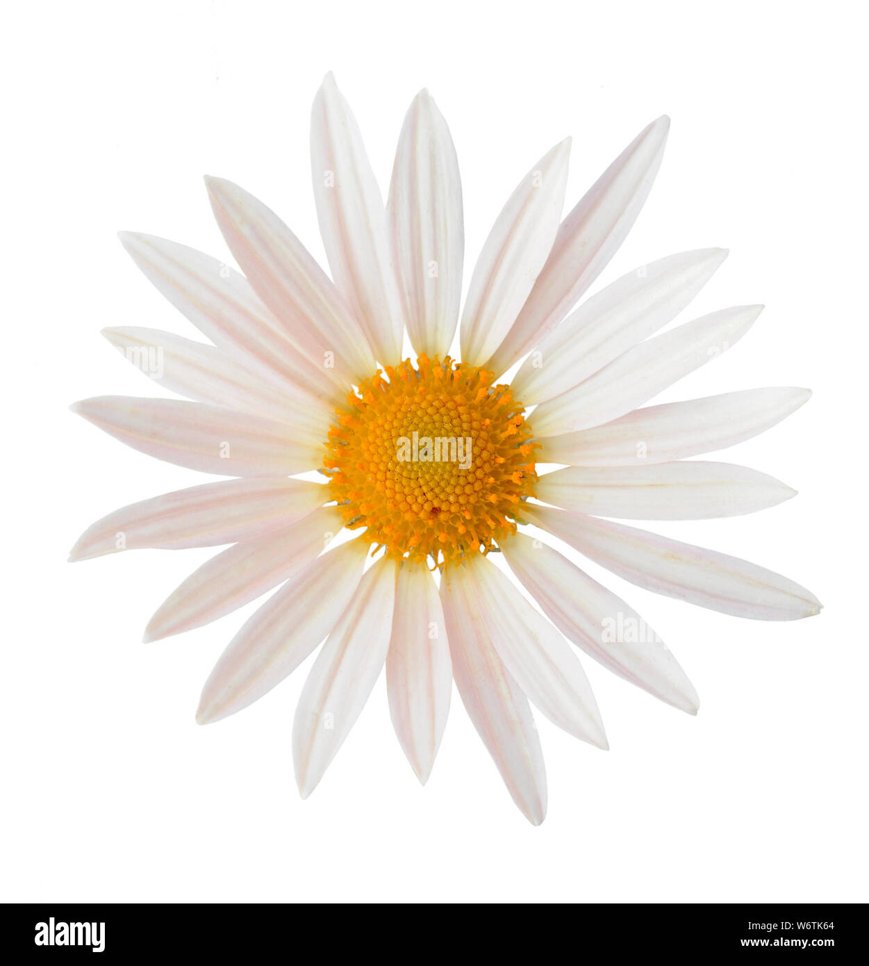 Crown Daisy (Aster Family) isolated on white background Stock Photo