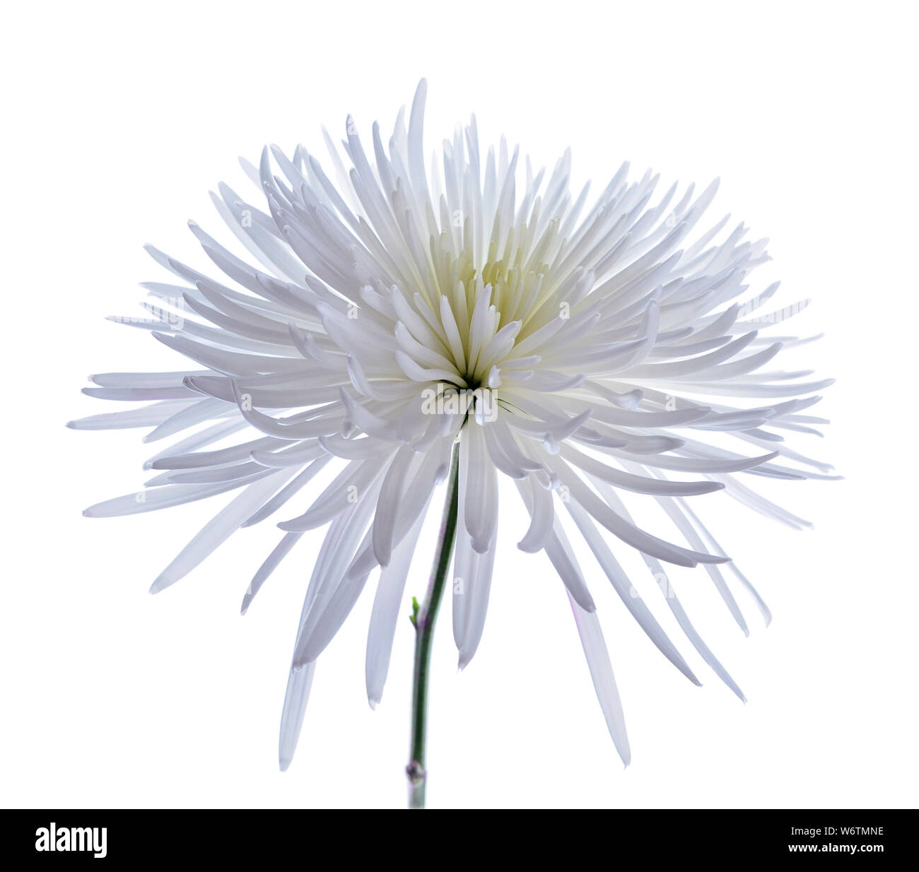white spider mum isolated on white background Stock Photo - Alamy