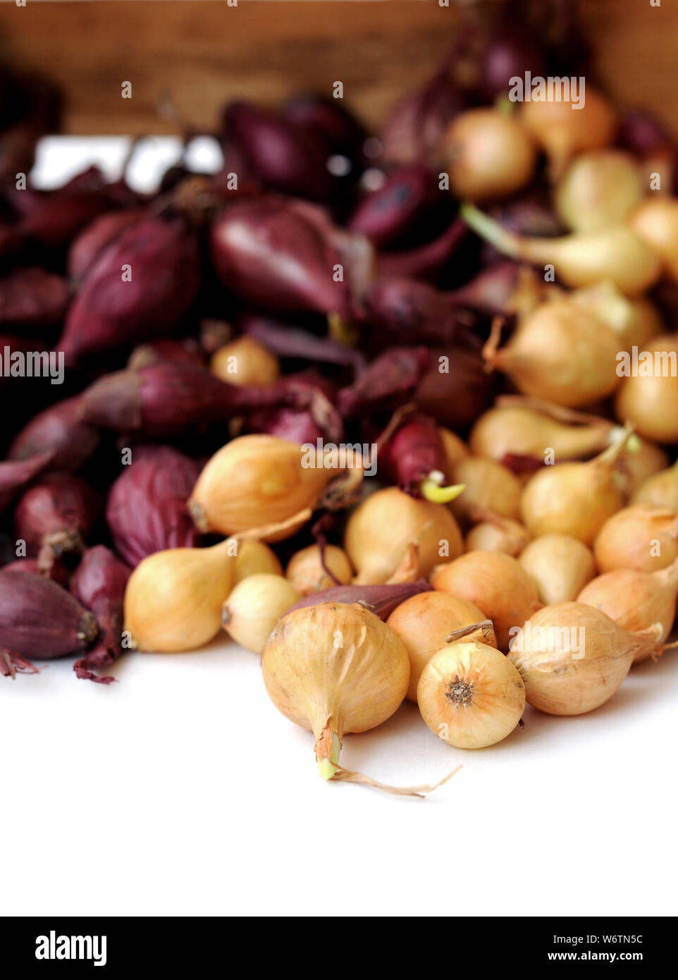 red and yellow planting onions on white background Stock Photo - Alamy
