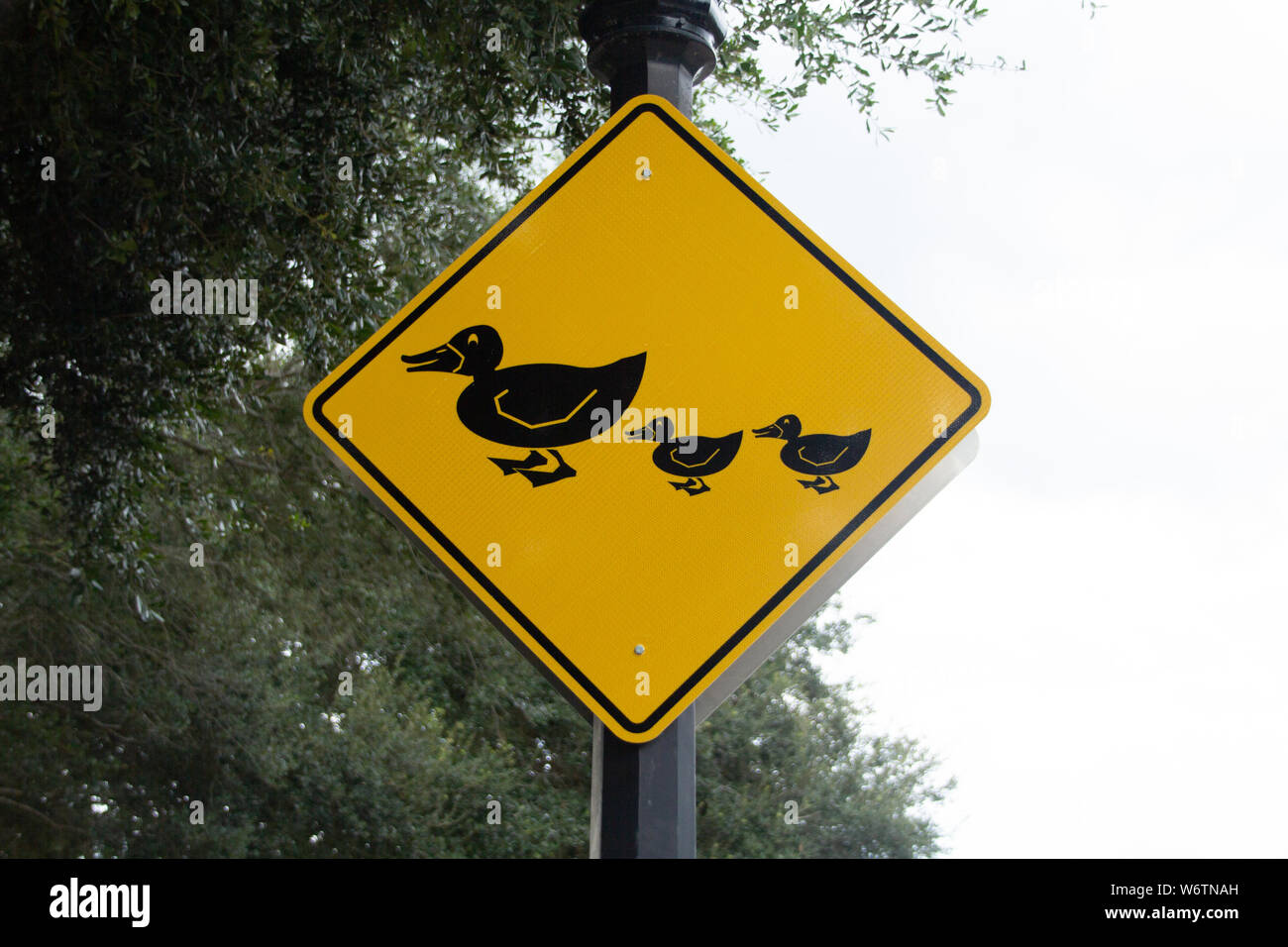 Yellow duck family crossing sign Stock Photo
