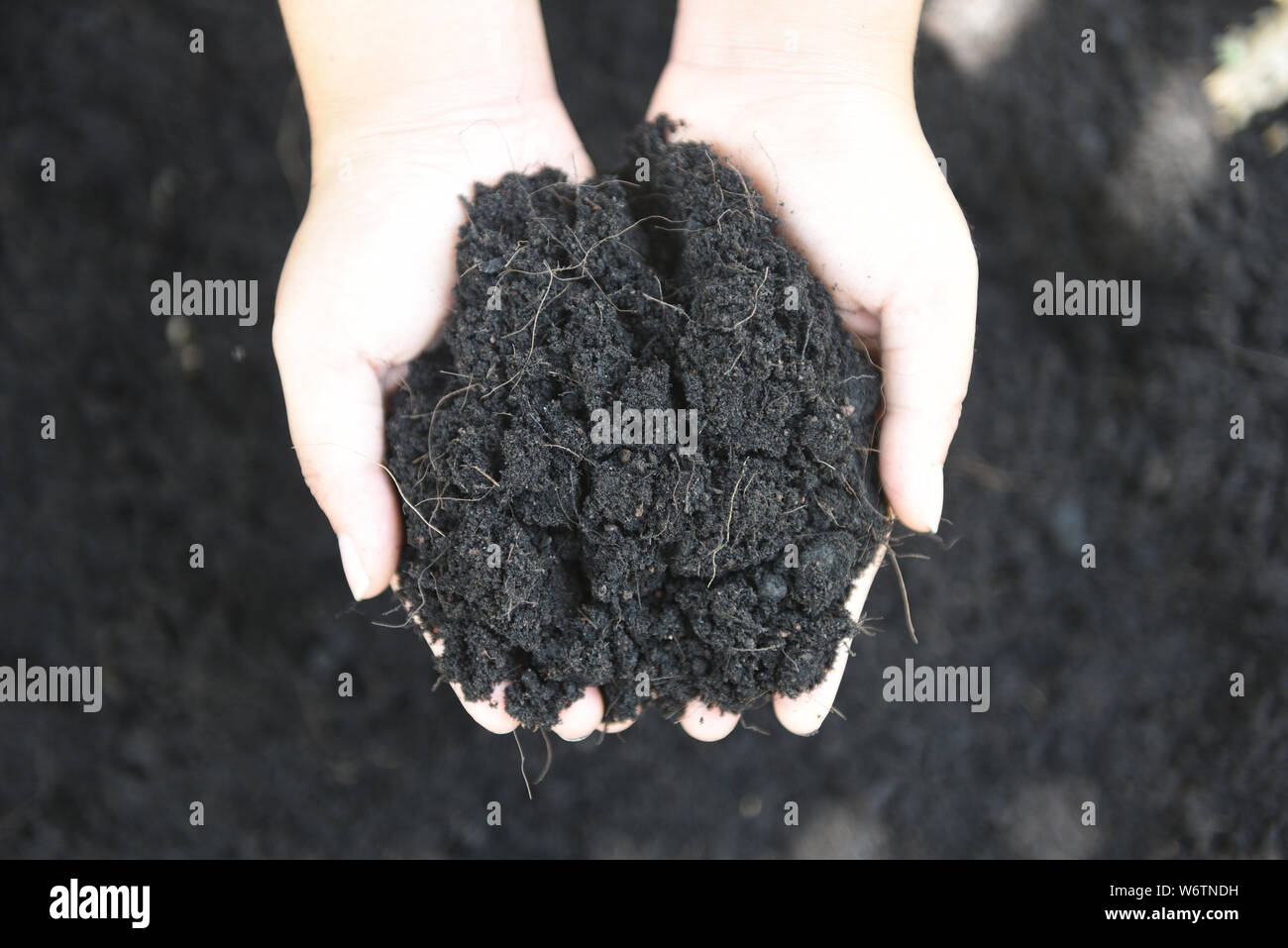 soil in hand planting a tree help the environment save environment