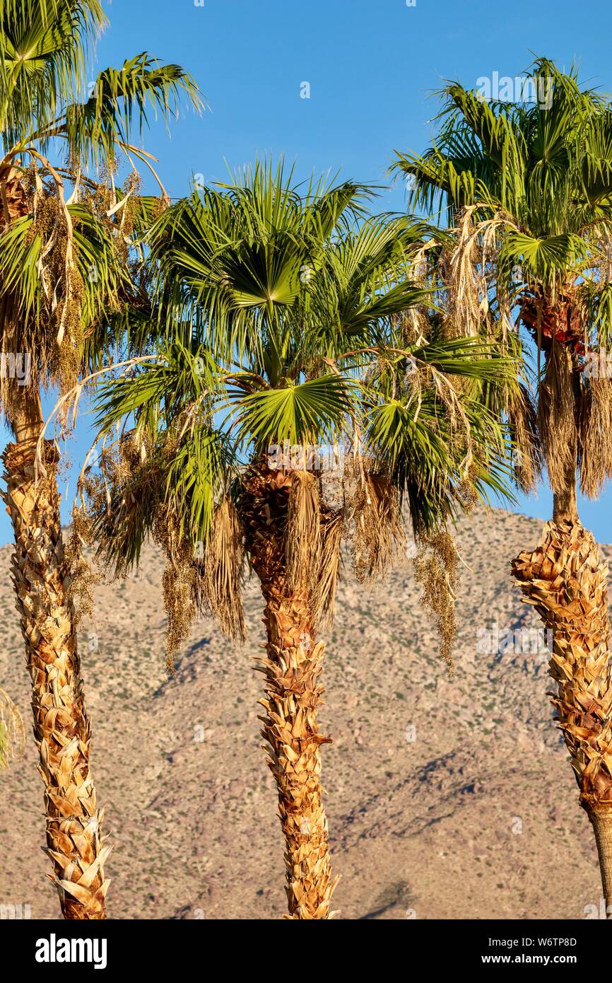 Desert palm tree not israel hires stock photography and images Alamy