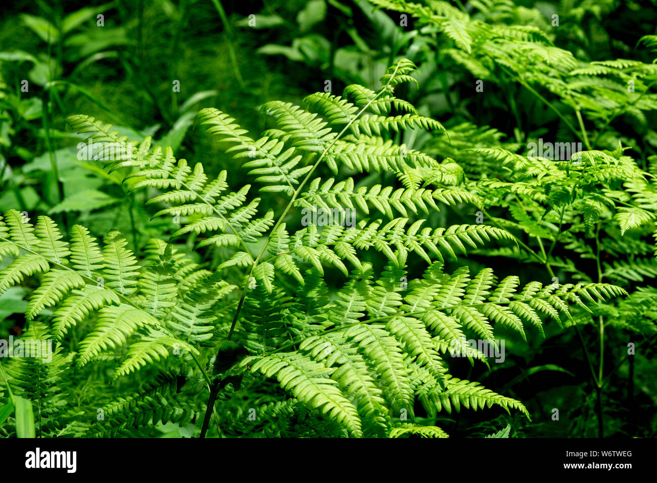 Tuber ladder ferns hi-res stock photography and images - Alamy