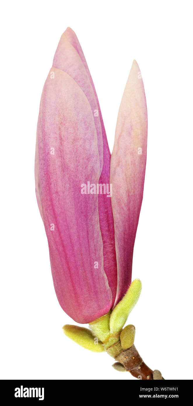 pink magnolia flower isolated on white background Stock Photo - Alamy