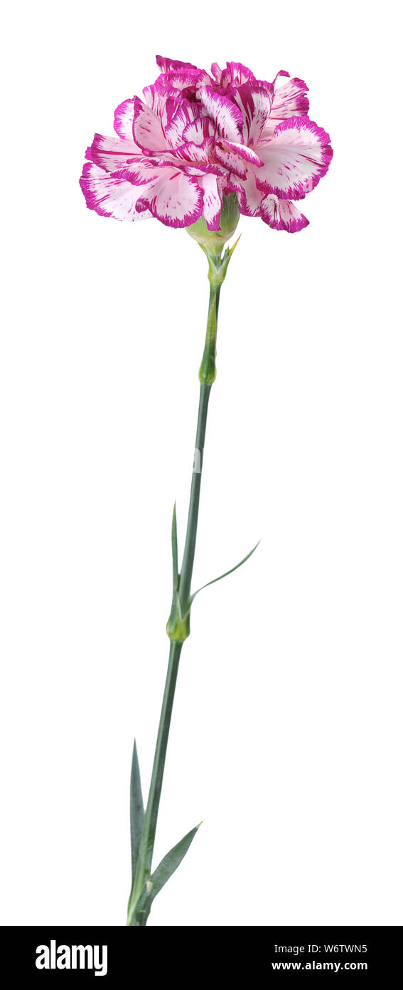 two tone pink and white carnation isolated on white background Stock