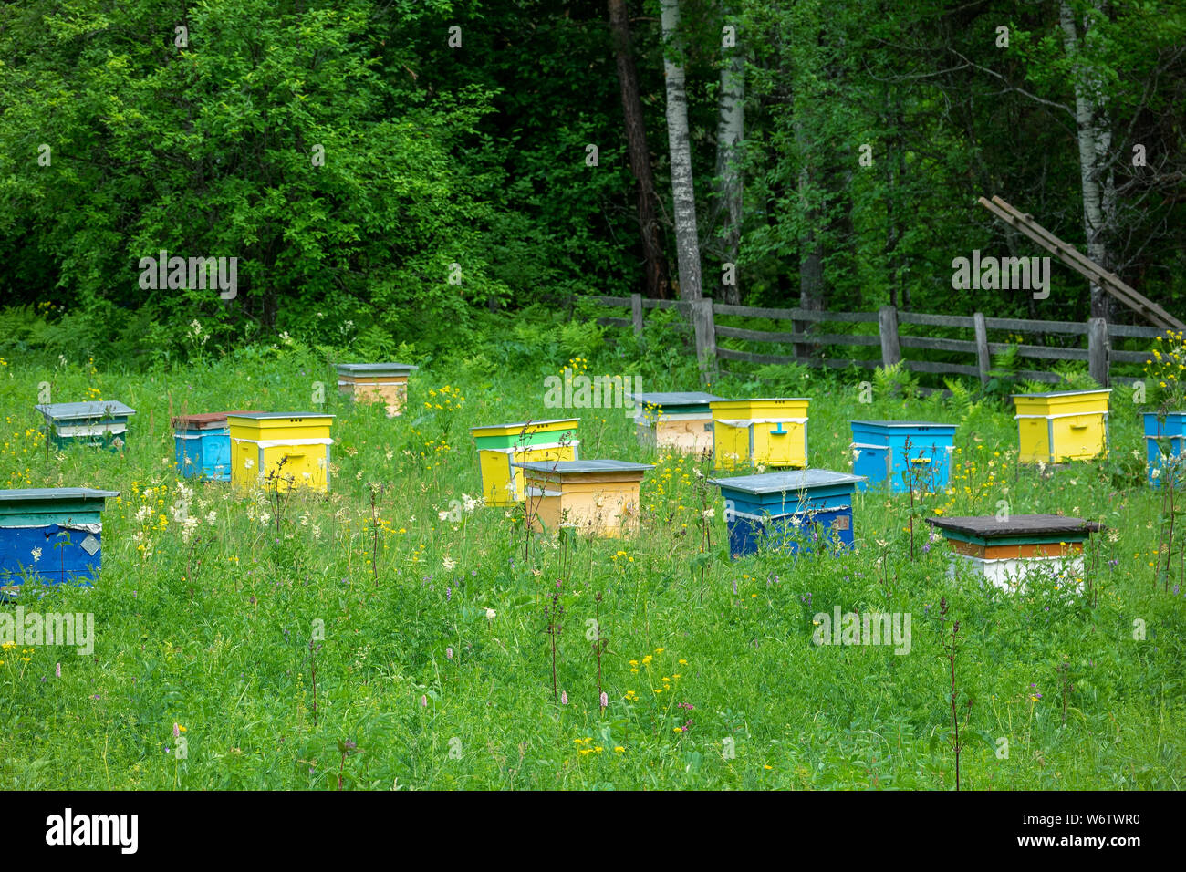 Bee hives in orchard hi-res stock photography and images - Alamy