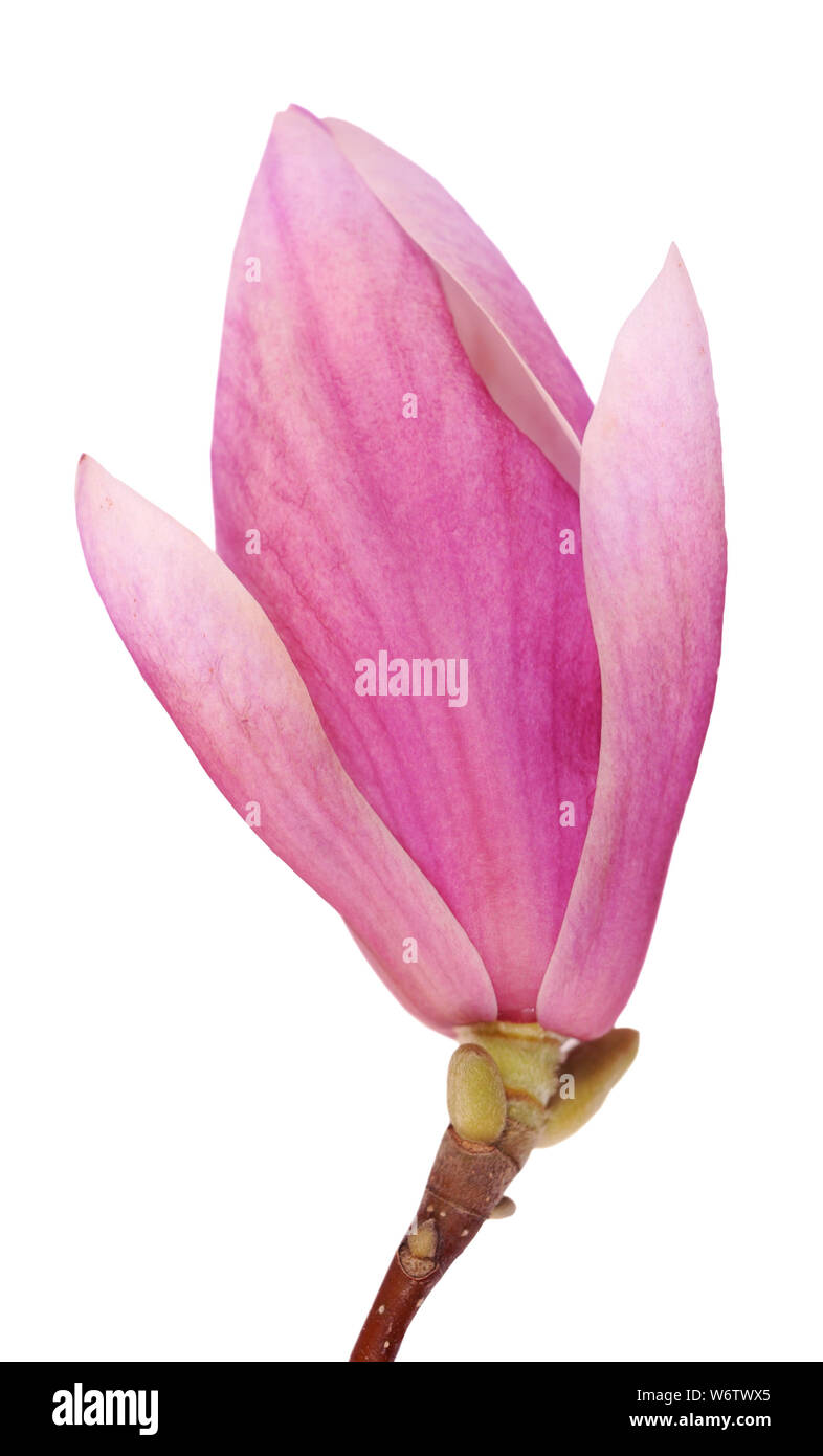pink magnolia flower isolated on white background Stock Photo - Alamy