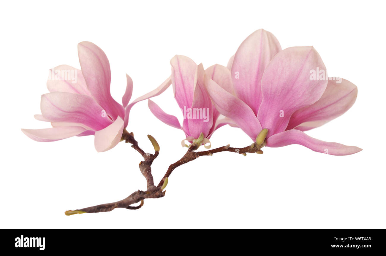 a branch of magnolia flower isolated on white Stock Photo - Alamy