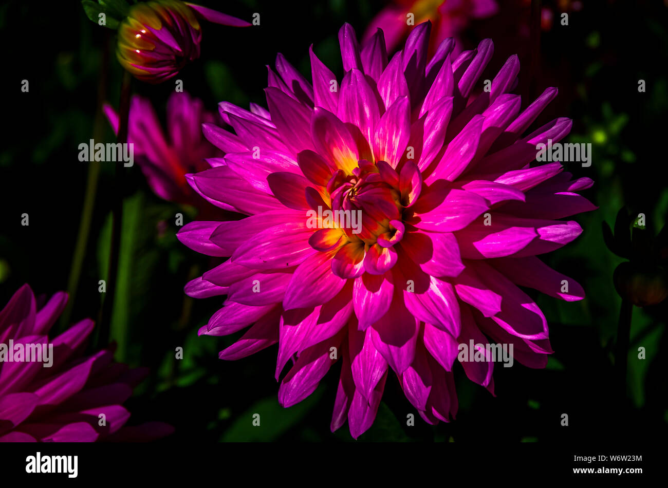 Intense colors dahlia flowers Stock Photo