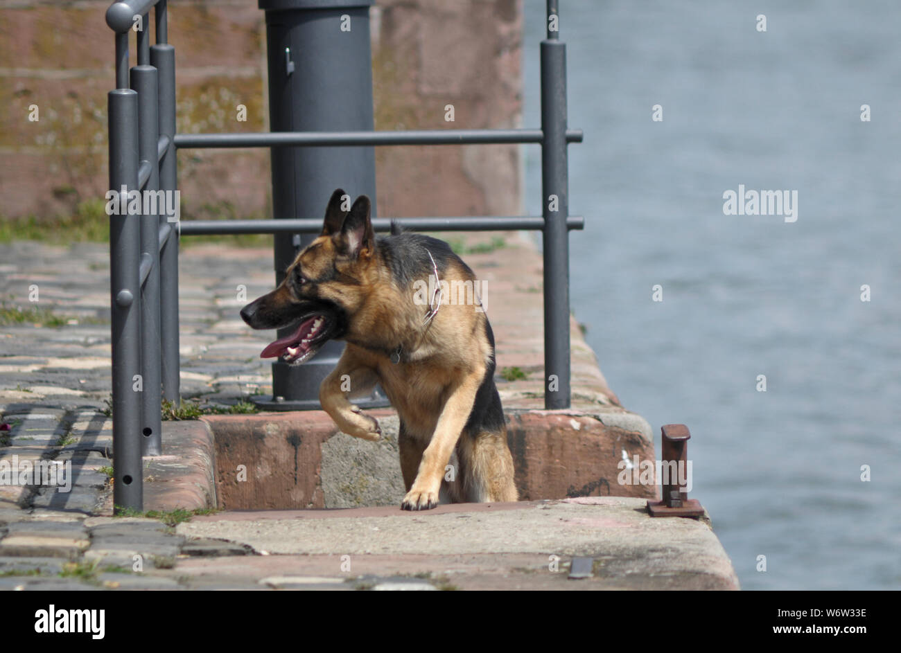 German shepherd dog. Frankfurt, Main riverside. Germany Stock Photo