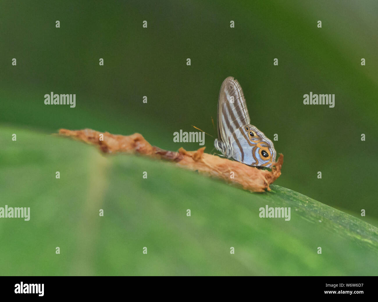 Beautiful butterfly in the jungle, Tambopata Reserve, Peruvian Amazon Stock Photo