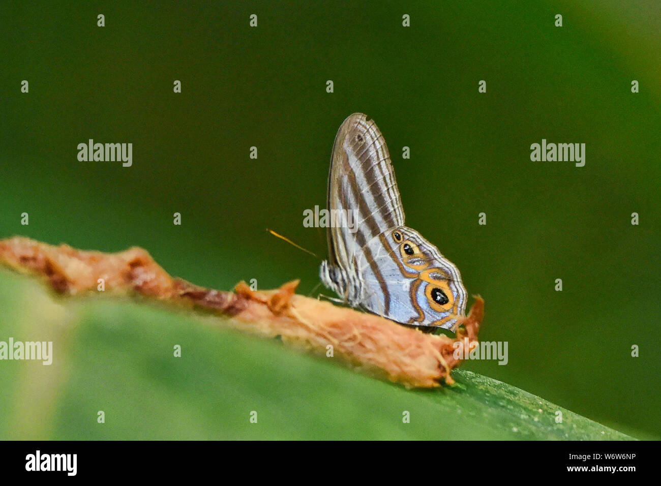 Beautiful butterfly in the jungle, Tambopata Reserve, Peruvian Amazon Stock Photo