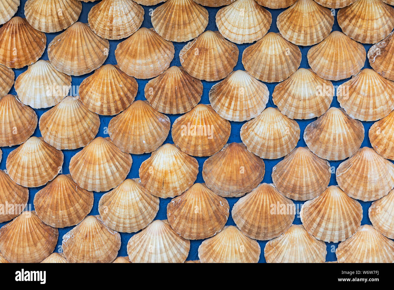 Scallops in shell hires stock photography and images Alamy