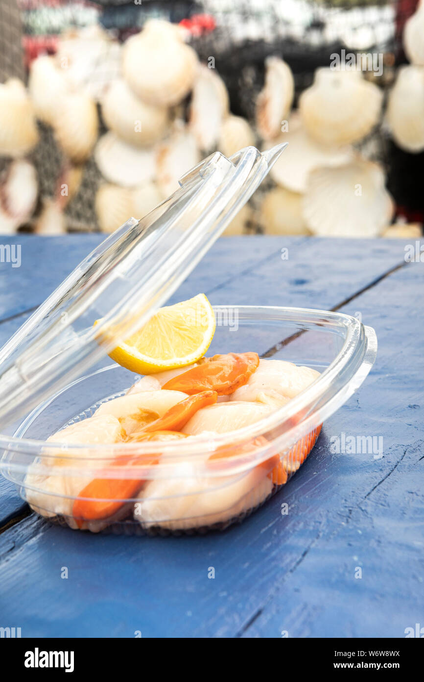 fresh raw scallops in a plastic box for take away Stock Photo