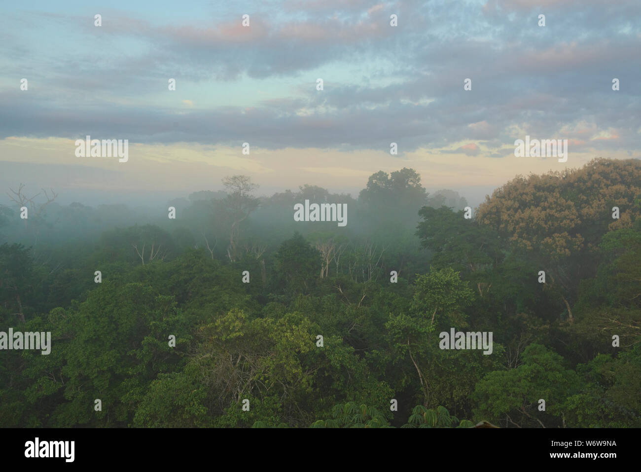 View of the jungle canopy at sunrise, Tambopata River Reserve, Peruvian Amazon Stock Photo