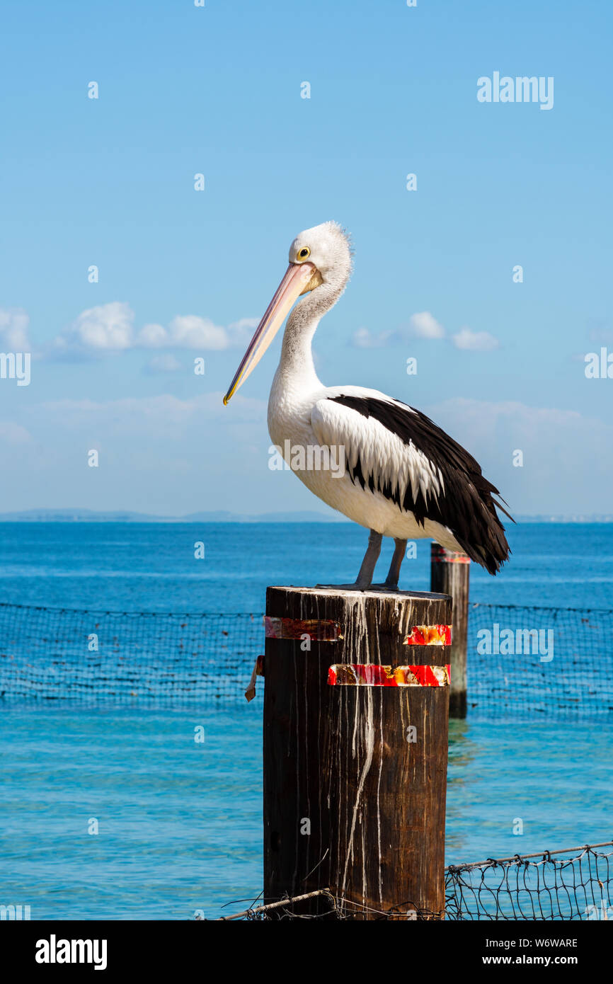 A Pelican on a Pole by the Ocean Stock Photo