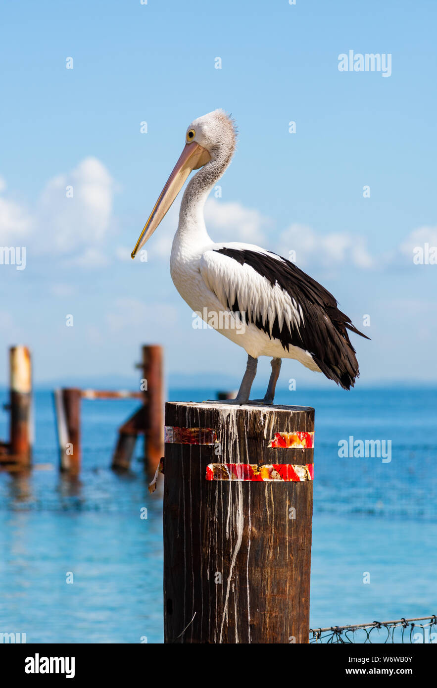 A Pelican on a Pole by the Ocean Stock Photo