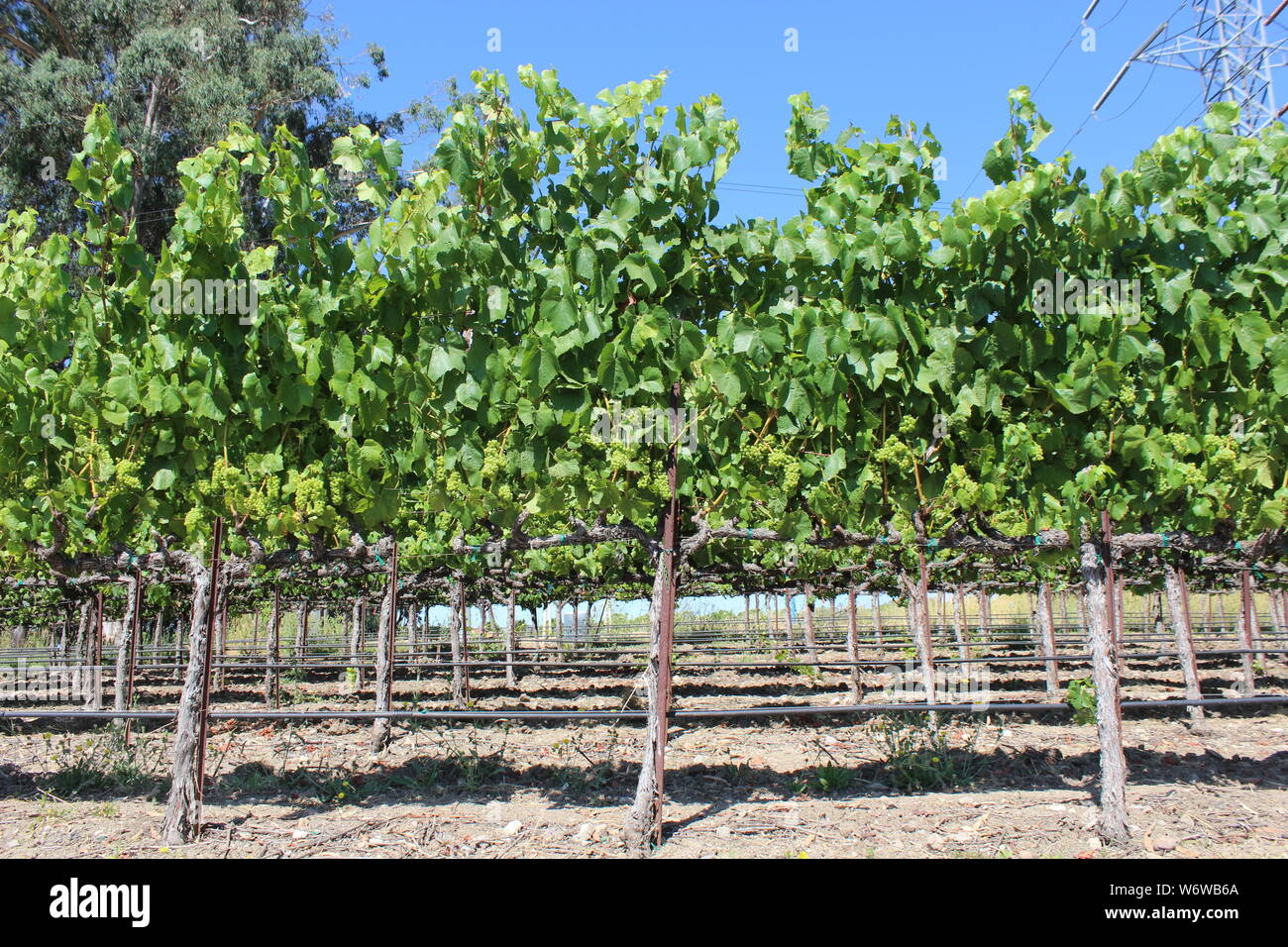Vineyard, Carneros, Napa, California Stock Photo